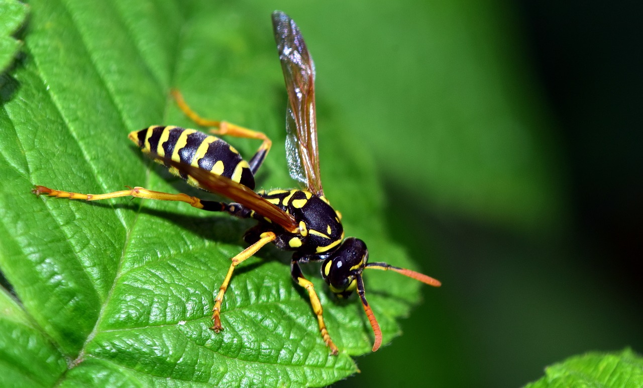 Picture of a wasp