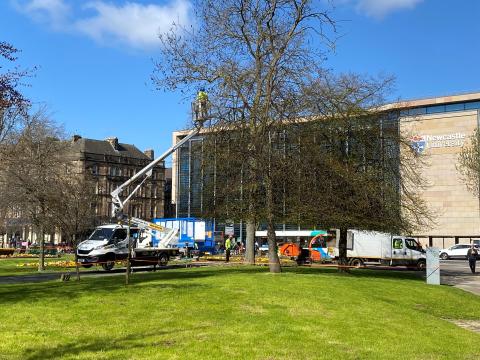 Ash tree infected with ash dieback is removed